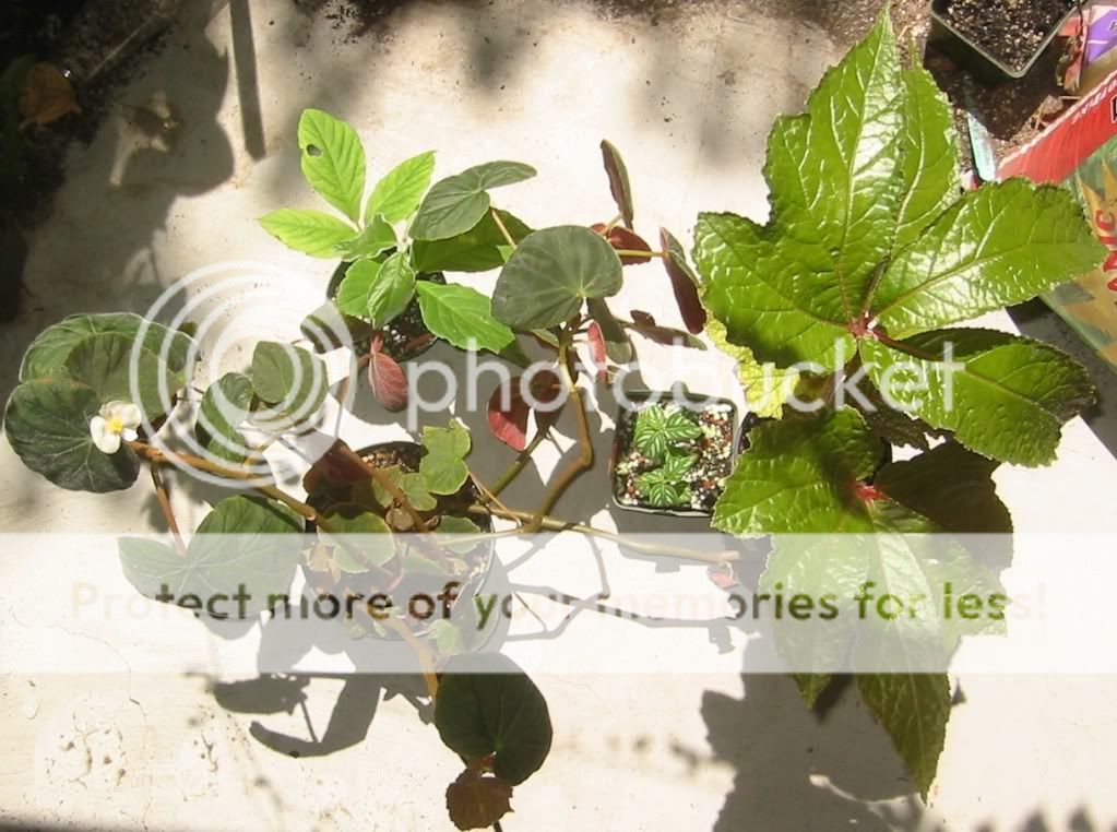 Begonia toledana, Begonia 'Paul Hernandez', Tetratigma oblongata, Impatiens marianae